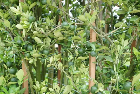开花,石灰植物,苗圃零售苗圃,马来西亚,生长,植物,绿色,叶 开花,石灰植物,苗圃零售苗圃,马来西亚,生长,植物,绿色,叶