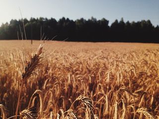 植物、食品、农产品、蔬菜、谷物、未命名道路、白俄罗斯、明斯克