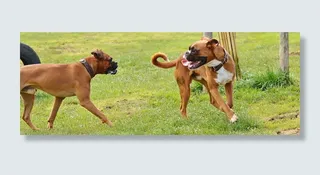 拳击犬，狗，好帮手，保护区，动物福利，动物，喜欢动物，玩耍