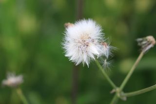 自然，花园，模糊，花，开花，开花，明亮，特写
