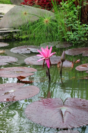 自然，水池，花，水，植物，花园，美丽，莲花