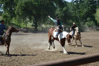 塔拉希，绘画，平托，马，马，平托，马，动物，自然