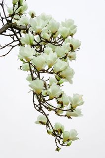 木兰，春花，自然，花瓣，花树，美丽，木兰，白花