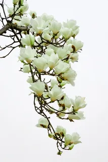 木兰,春花,自然,花瓣,花树,美丽,木兰,白花 木兰,春花,自然,花瓣,花树,美丽,木兰,白花