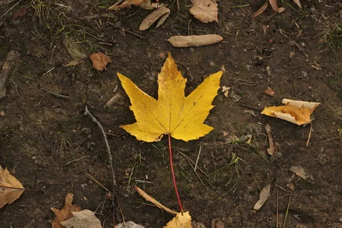 秋天,树叶,红色,季节,树叶,十月,秋叶,十一月 秋天,树叶,红色,季节,树叶,十月,秋叶,十一月
