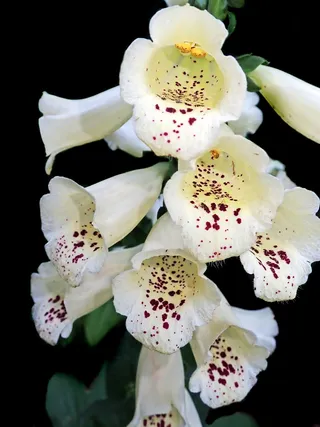 花，白色，毛地黄，花园，自然，脆弱，脆弱，开花植物