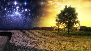 绿色，树叶树，黑色，白色，木制，房屋，昼夜，摄影