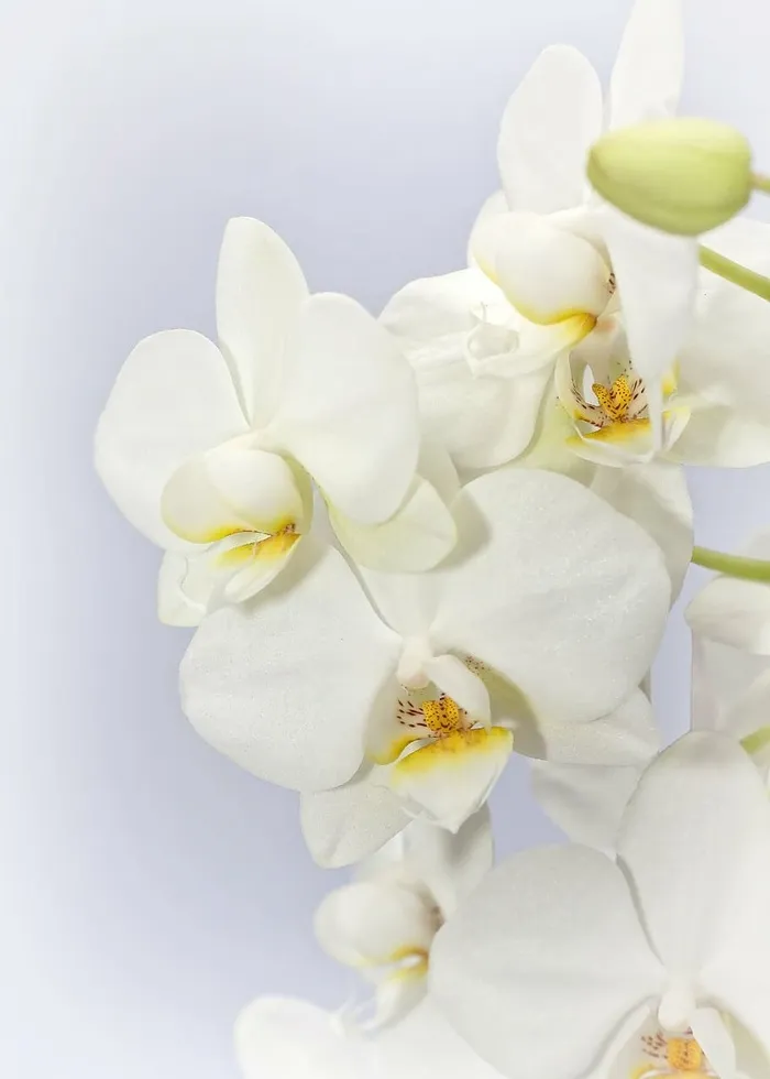 白色兰花，蝴蝶兰，兰花，薇，花，热带，蝴蝶兰，植物