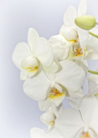 白色兰花，蝴蝶兰，兰花，薇，花，热带，蝴蝶兰，植物