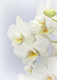 白色兰花,蝴蝶兰,兰花,薇,花,热带,蝴蝶兰,植物 白色兰花,蝴蝶兰,兰花,薇,花,热带,蝴蝶兰,植物