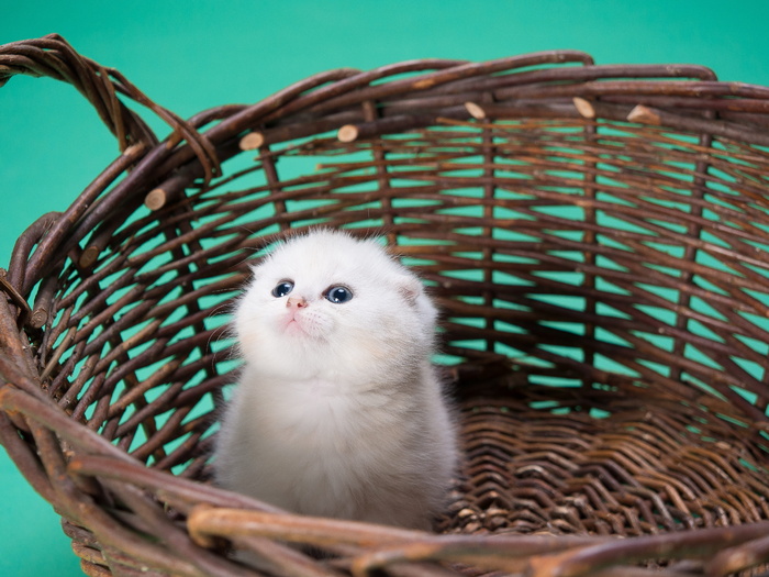 白, 波斯小猫, 棕色, 柳条筐, 小猫, 圆, 编织, 购物篮