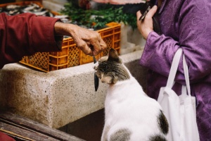 人，喂食，猫，白天，人，市场，动物，鱼