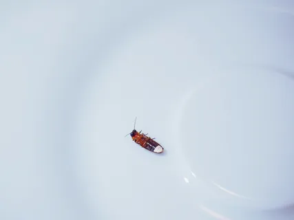 萤火虫,萤火虫,七鳃鳗科,甲虫,软甲虫状,长尾目,小萤火虫,醋栗虫 萤火虫,萤火虫,七鳃鳗科,甲虫,软甲虫状,长尾目,小萤火虫,醋栗虫