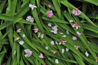 雨滴，绿色，花瓣，潮湿，花园，风雨过后，花草，植物