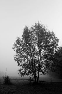 树，雾，黑白，风景，秋天，大气，寒冷，神秘