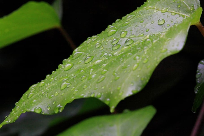 特写，特写，露珠，水滴，水滴，水滴，绿色，叶子