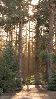 英国,heath and reach,rushmere郊野公园,森林,阳光,松树,树木 英国,heath and reach,rushmere郊野公园,森林,阳光,松树,树木