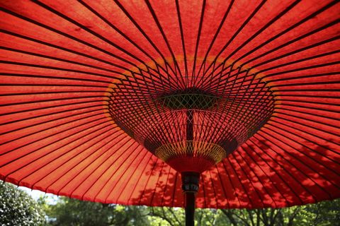 大伞,红色,伞,树,叶子,森林,条纹,线条 大伞,红色,伞,树,叶子,森林,条纹,线条