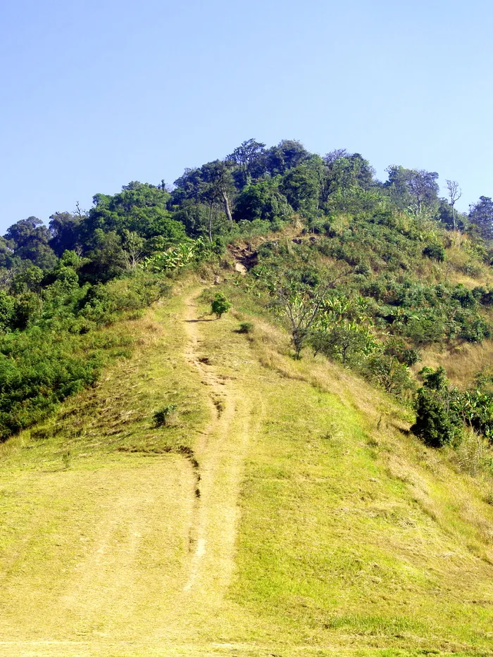 自然、森林、树木、山脉、环境、树叶、草、高地