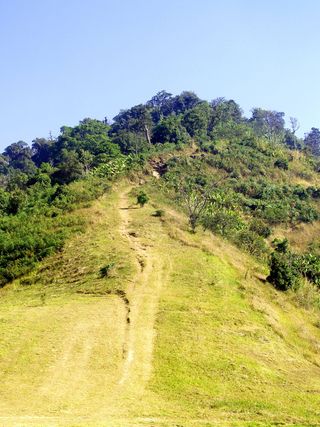 自然、森林、树木、山脉、环境、树叶、草、高地