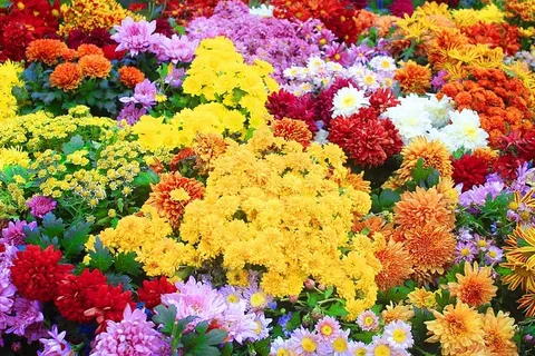 家,花,妻子,五颜六色,开花的植物,植物,脆弱,脆弱 家,花,妻子,五颜六色,开花的植物,植物,脆弱,脆弱