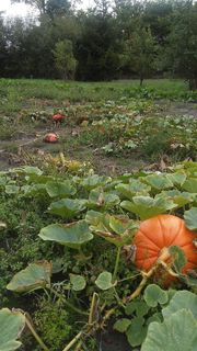 南瓜，秋天，十月，万圣节，绿色，橙色，花园，植物