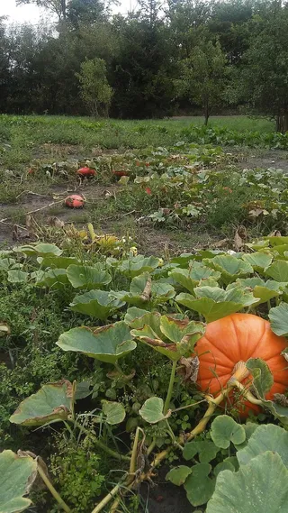 南瓜，秋天，十月，万圣节，绿色，橙色，花园，植物