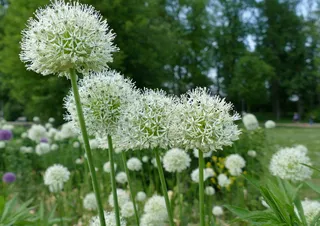 植物，zierlauch温室，白色，花丝，花，开花植物，生长，脆弱性