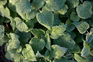 英国，伯里圣埃德蒙兹，自然，野生动物，植物，植物，霜冻，霜冻