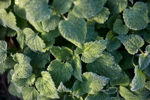 英国,伯里圣埃德蒙兹,自然,野生动物,植物,植物,霜冻,霜冻 英国,伯里圣埃德蒙兹,自然,野生动物,植物,植物,霜冻,霜冻