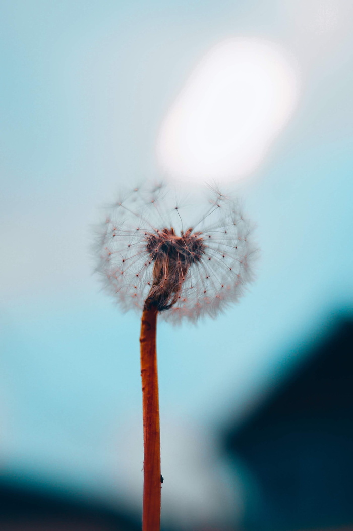 蒲公英花浅焦照片