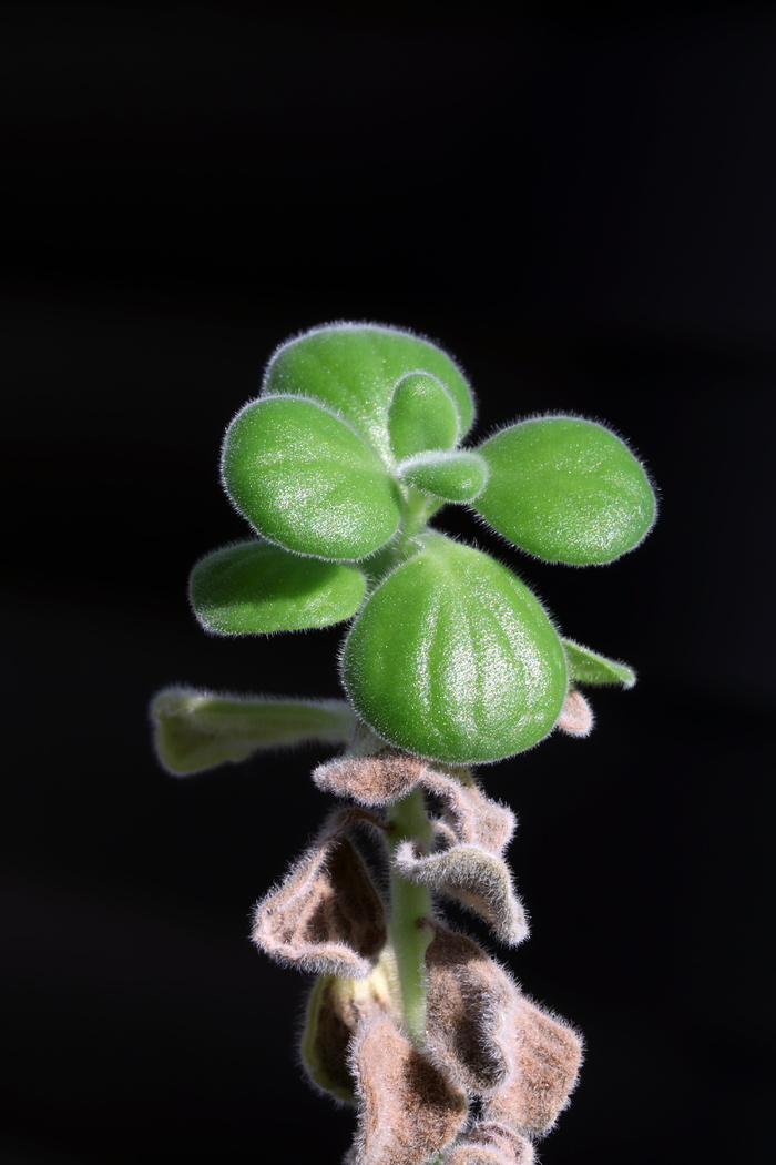 盆栽植物，花卉，植物，自然，肉质，肉质植物，迷你盆栽，makro