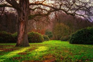 太阳，背光，森林，自然，风景，树木，秋天，树枝