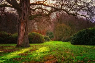 太阳，背光，森林，自然，风景，树木，秋天，树枝