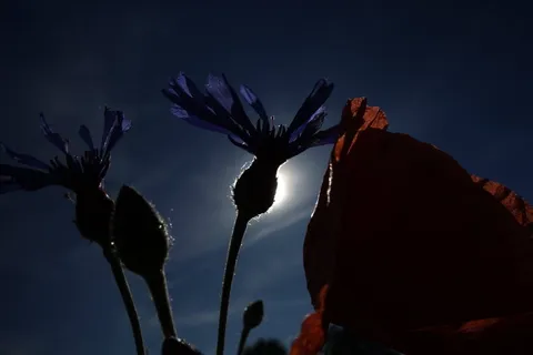 罂粟、矢车菊、微光、间隙、光线、微妙、植物、天空 罂粟、矢车菊、微光、间隙、光线、微妙、植物、天空