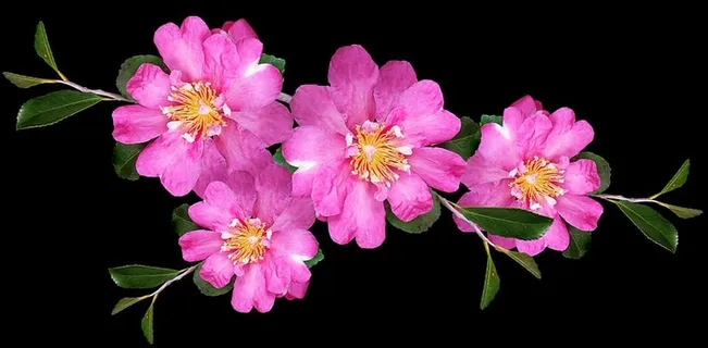 茶花，粉色，树枝，灌木，花园，自然，花朵，开花植物