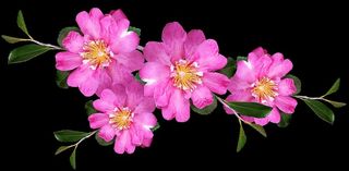 茶花，粉色，树枝，灌木，花园，自然，花朵，开花植物