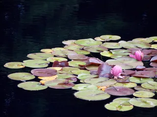 睡莲，睡莲，池塘，花，垫，垫，百合，植物