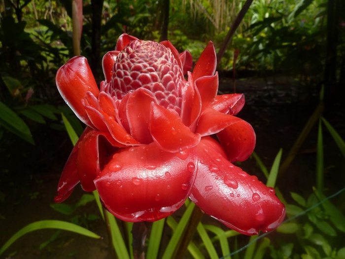 花卉、异国情调、植物、植物群、加勒比、异国情调花卉、花园、中国玫瑰