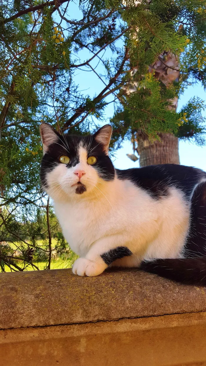 绿眼睛，猫，猫，悠闲，宠物，哺乳动物，宠物，家养