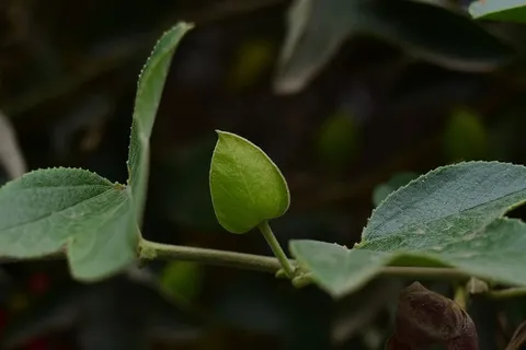 叶子,植物,自然,食物,植物部分,生长,绿色,特写 叶子,植物,自然,食物,植物部分,生长,绿色,特写