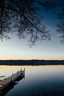 树旁的棕色木质码头