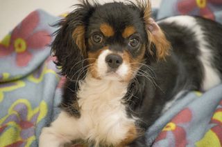 狗，骑士王，小狗，查尔斯猎犬，动物，家，动物，宠物