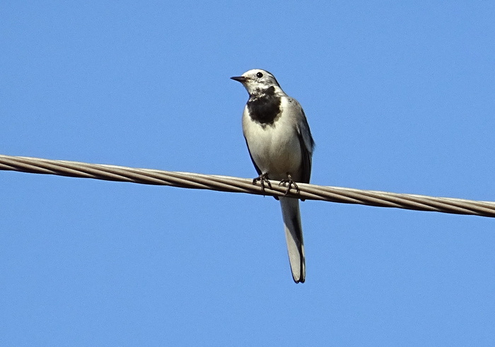 鸟, 白鹡鸰, 鹡鸰, motacilla alba, 雀形目, motacillidae, 动物群, 野生