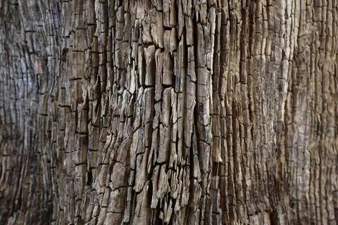 奥地利,维也纳,树皮,结构,壁纸,树木,全框架,纹理 奥地利,维也纳,树皮,结构,壁纸,树木,全框架,纹理
