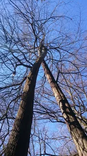 树,自然,爱情,恋人,凝聚,春天,树枝,天空 树,自然,爱情,恋人,凝聚,春天,树枝,天空