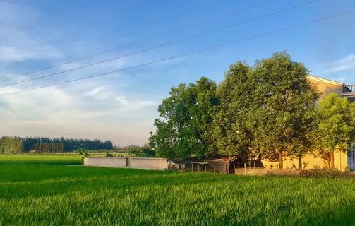 家,叶田,在稻田,植物,树木,天空,田野,风景 家,叶田,在稻田,植物,树木,天空,田野,风景