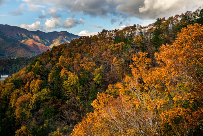 红色，森林，山，小山，下坡，树，木头，天空