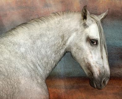 灰色，白色，马画，白马，绘画，马，安达卢西亚人，前