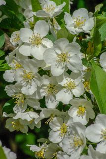 花，夏天，花园，自然，开花，户外，美丽，自然